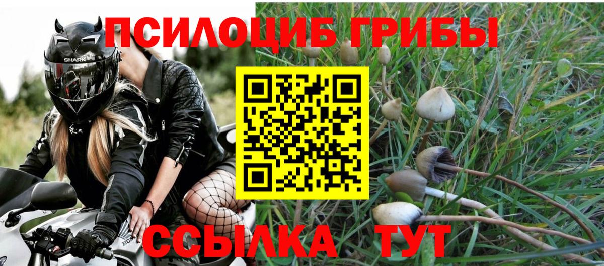 Псилоцибиновые грибы прущие грибы Великий Устюг
